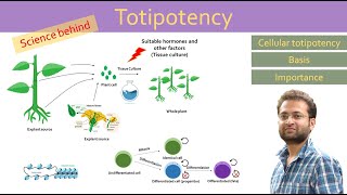 Totipotency cellular totipotency Differentiation Dedifferentiation Redifferentiation [upl. by Yllaw]