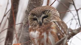 Northern Sawwhet Owl [upl. by Cristie758]