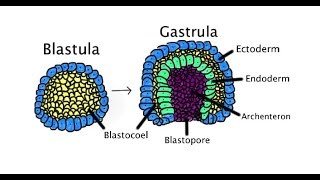 GASTRULASYON en basit anlamda [upl. by Eleen588]