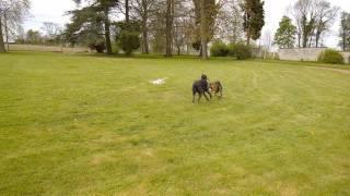 Deerhound VS Greyhound quotArthur et Henegquot [upl. by La Verne]