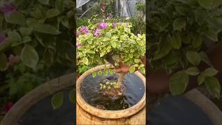 Cara Siram Bonsai Musim Kemarau snibonsai belajarbonsai bonsaiunik bonsai [upl. by Esened]