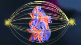 Biology Meiosis cell division [upl. by Quintie]