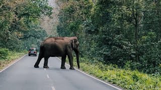 Wild Elephant Crossing an Elephant Corridor on Gorumara Jungle Main roadNH 31 DOOARS wildlife 🐘 [upl. by Emylee]