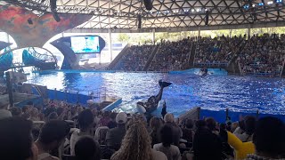 The Hunt Orca Encounter SeaWorld San Antonio 62724 [upl. by Warram]