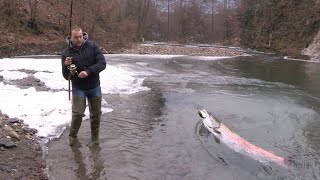 Pecanje mladice na reci Moravici kod Ivanjice  Varaličarenje i mušičarenje  Fishing Hucho Hucho [upl. by Minier656]