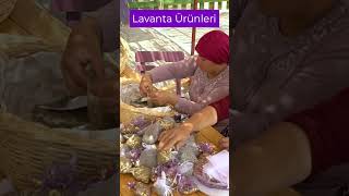 Lavanta Yağı Nasıl Yapılır  Lavanta Kolonyası  Doğal Ürünler lavender cologne natural [upl. by Guenzi]