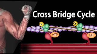 Muscle Contraction  Cross Bridge Cycle Animation [upl. by Carmon805]