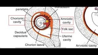 Chorion Decidua Placenta 1 [upl. by Manouch]