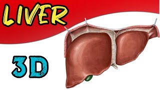 Liver Anatomy Bangla  Anatomy of Liver  Lecture on Liver [upl. by Nnaaras]