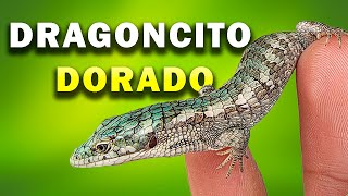 NUEVO 🐲 DRAGONCITO 🐲 DORADO  Abronia graminea [upl. by Noami]