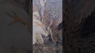 Kestrel Invades Barn Owl Nest… and Barely Escapes ALIVE shorts [upl. by Eimot]