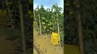 Ultimate Guide to Tomato Farming  From Seed to Harvest [upl. by Miles667]