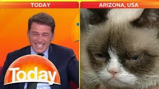 Look at that cat Reporter cant stop laughing at Grumpy Cat  Today Show Australia [upl. by Solenne]