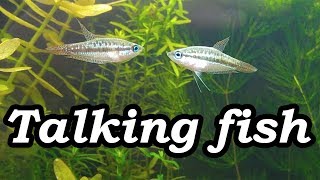 Real Talking Fish Sparkling Pygmy Gourami Croaking No filter No CO2 NO Ferts 5 Gallon Nano Tank [upl. by Anerda410]