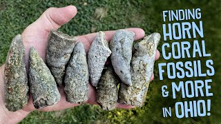 Finding Fossils While Exploring a Private Creek in Ohio [upl. by Zerep]