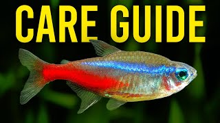 Neon Tetra Care Guide  Aquarium CoOp [upl. by Melleta]