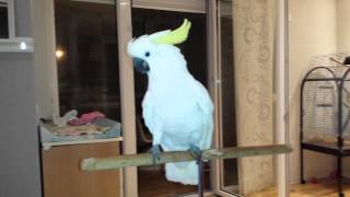 Dancing Cacatua quotRioquot [upl. by Sibeal439]