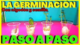 🌱Como GERMINAR UNA SEMILLA con ALGODÓN PASO A PASO🌱😊 [upl. by Kirven]