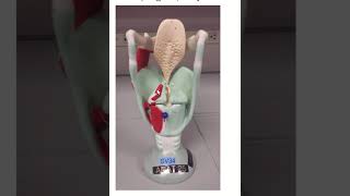 Larynx ModelPosterior Muscles [upl. by Notsirk]