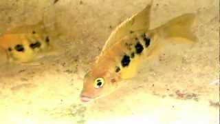 Ptychochromis grandidieri East Coast Gold [upl. by Eiroc]