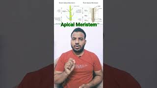 Meristematic Tissues In Plants  Root Apical Meristem  Shoot Apical Meristem ncert biology neet [upl. by Ladnyc]