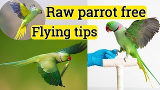 Alexander parrot free fly training tips in hindi Bird ko free fight karna kaise shikaye parrot [upl. by Richara]