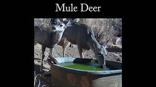 mule deer doe and fawn at the water tank deer wildlife nature [upl. by Legnalos]