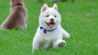 Cutest White Husky Puppy Must Watch [upl. by Eenehs]