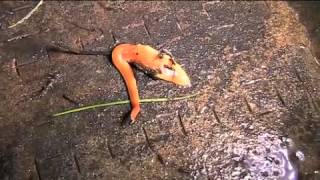 The Australian flatworm Australoplana sanguinea [upl. by Jovia689]