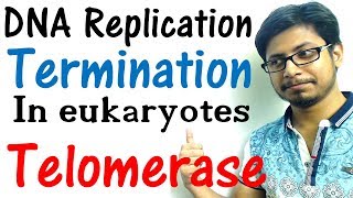 DNA replication in eukaryotes 4  Replication termination and telomerase [upl. by Wamsley401]