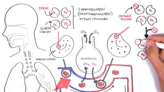 Oxygen  Haemoglobin Dissociation Curve  Physiology [upl. by Calvina]