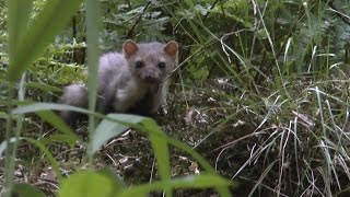 Steenmarter  Beech marten  Stone Marten  Martes foina [upl. by Darby130]