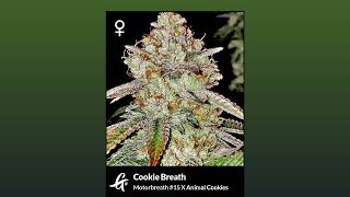 Cookie Breath  Greenpoint Seeds [upl. by Herr]