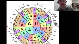 Translation protein synthesis part 2 of 2 [upl. by Truscott]