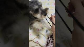 ずっと着けてたヘアゴムに初めて気づいたらしい minitureschnauzer dog puppy schnauzer ミニチュアシュナウザー [upl. by Asaph]