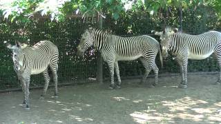 Denver Zoo Zebras On The Move [upl. by Anaiuq48]