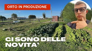 Adottiamo una nuova pratica agricola in orto il SOVESCIO [upl. by Antony]