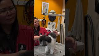 Zwergpudel dog puppy grooming shortsfeed share cute [upl. by Vine]