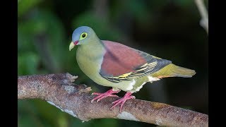 Green Pigeon Compliation  Pinknecked Cinnamonheaded Japanese White billed and others [upl. by Nohshan]