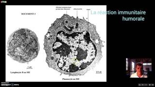La réaction immunitaire humorale [upl. by Euqenimod]