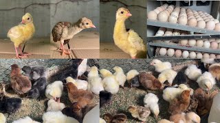 All About Peacock Chicks and Eggs White Indian Blue and Black Shoulder Varieties [upl. by Repard]