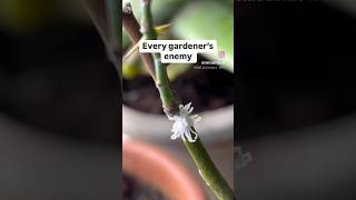 Mealybugs on plants 😢 [upl. by Newhall]