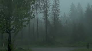 Bellissimo e furioso temporale e pioggia in mezzo al bosco  pioggia rilassante  ASMR  rain [upl. by Natanoy298]