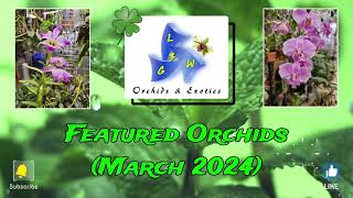 Featured Orchids March 2024 [upl. by Eiduam953]