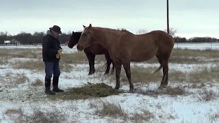 Jan 2020 Texas Snow  Feeding The Horses After A Cold Night [upl. by Enoch237]