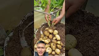 Plant and harvest potatoes at home sonasmr [upl. by Nangem524]