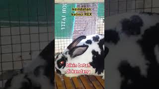 REX DI KANDANG rabbit kelincihamil bunny kelincisehat ternak [upl. by Anjanette54]