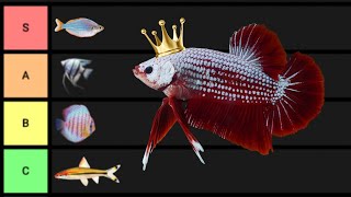 Ranking The BEST Aquarium Fish [upl. by Loss]