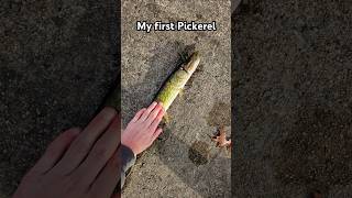 My First Pickerel Chainpickerel fishing lovefishing fishingforlife god shorts viralshorts [upl. by Eittap562]