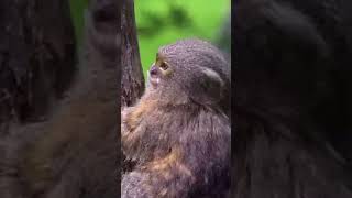 Pygmy marmoset amazoneforest explorethebeautyofnature trending [upl. by Tal]